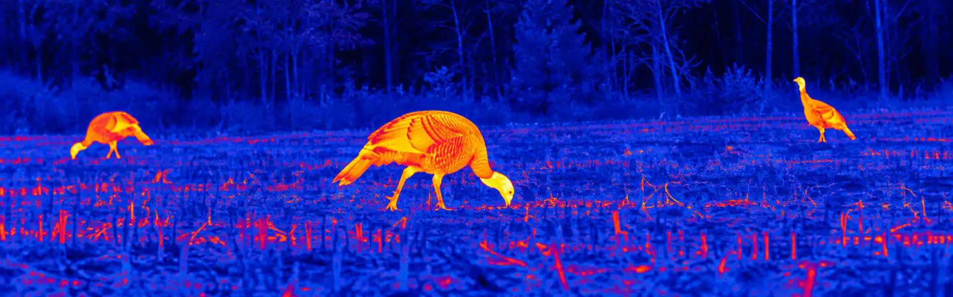 Best thermal monocular for hunting guide: illustrative view of wild boar feeding in a field