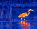 Thermal monocular guide: illustrative view of wading birds on a wetland
