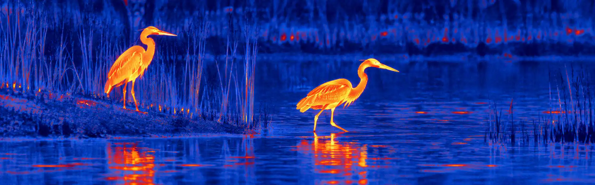 Thermal monocular guide: illustrative view of wading birds on a wetland