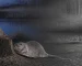 Thermal optic goggles guide: illustrative view of a beaver-like animal beside water
