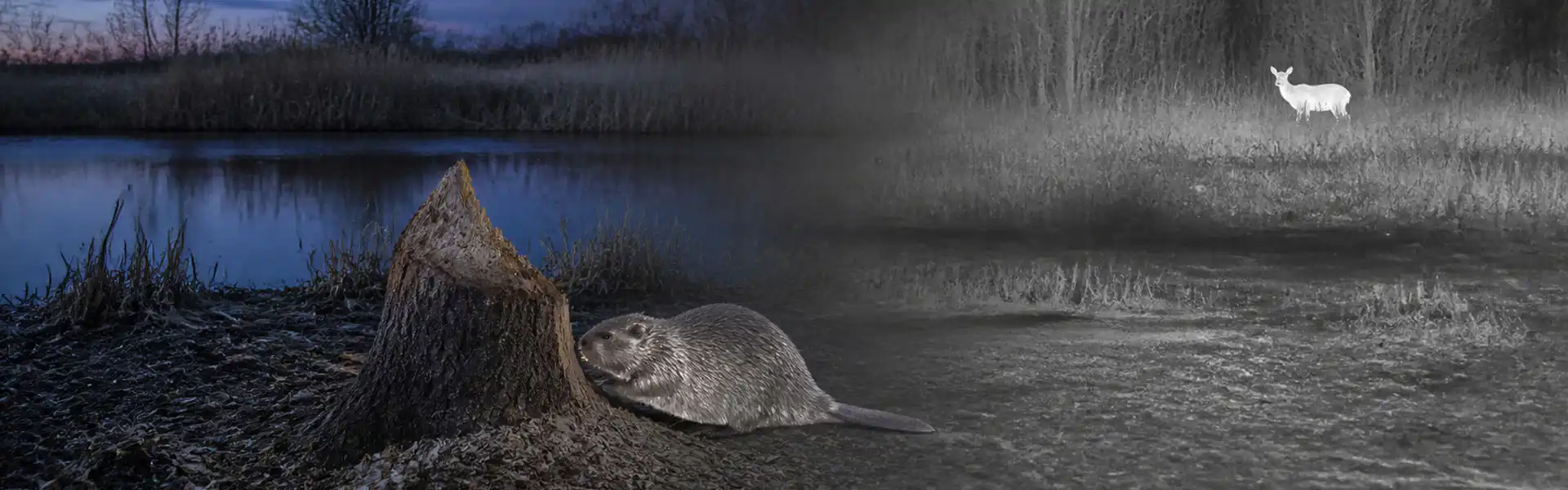 Thermal optic goggles guide: illustrative view of a beaver-like animal beside water