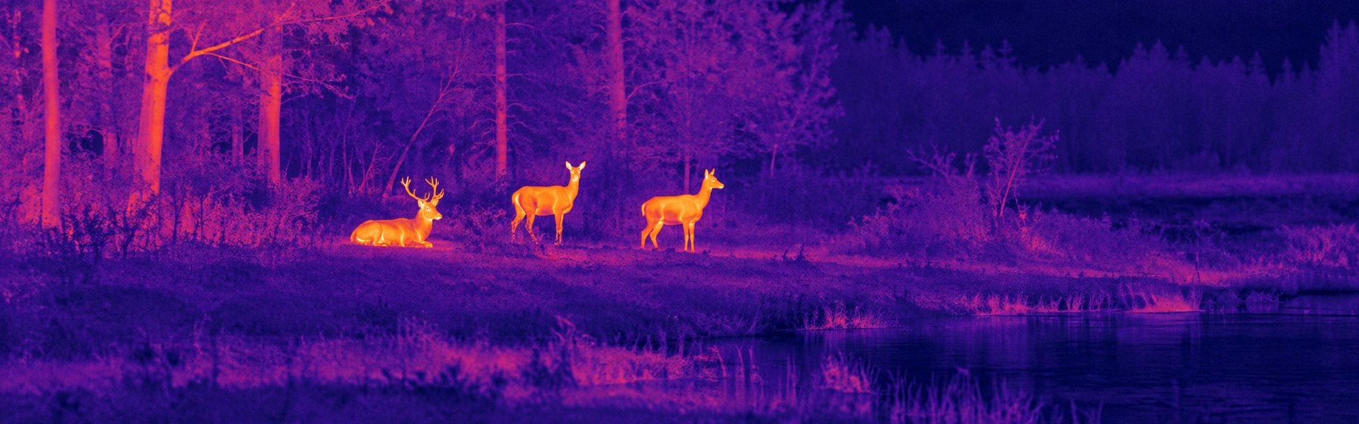Thermal goggles hunting guide: illustrative view of deer beside a woodland clearing