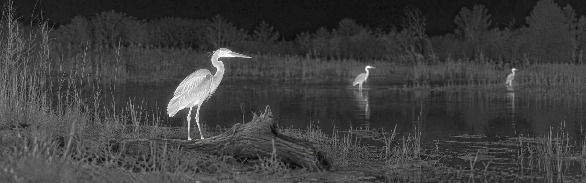 Best budget thermal monocular guide: illustrative view of a bird standing beside water