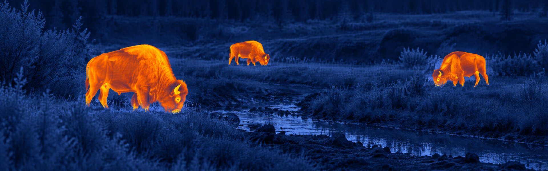 Night thermal goggles guide: illustrative view of wild boar in grassland