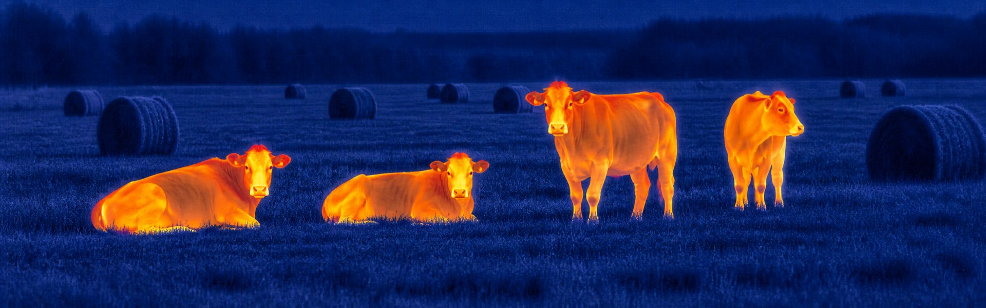 Best thermal night vision binoculars guide: illustrative view of cattle near a farm building