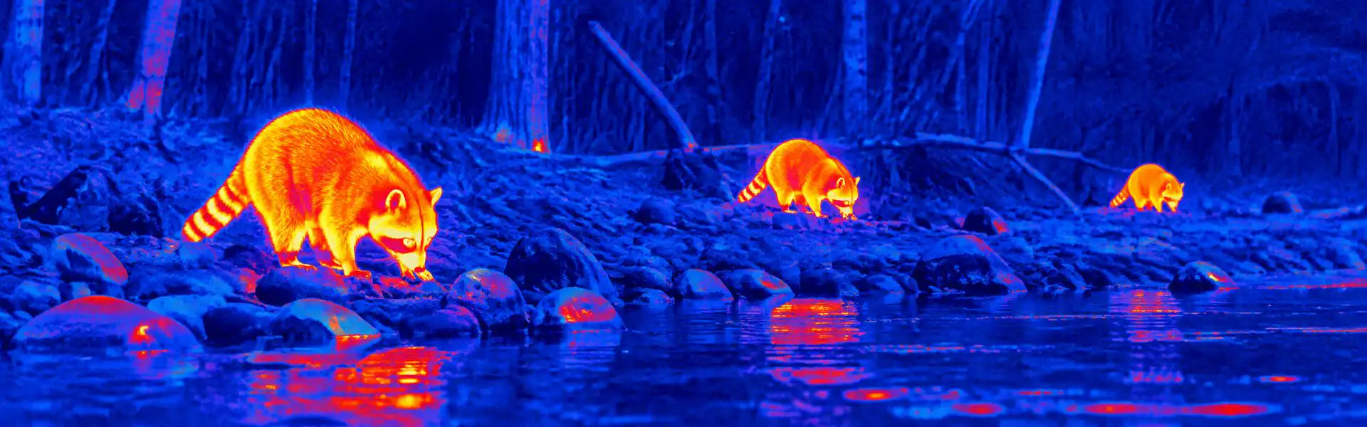 Digital thermal goggles guide: illustrative view of raccoon-like animals beside water