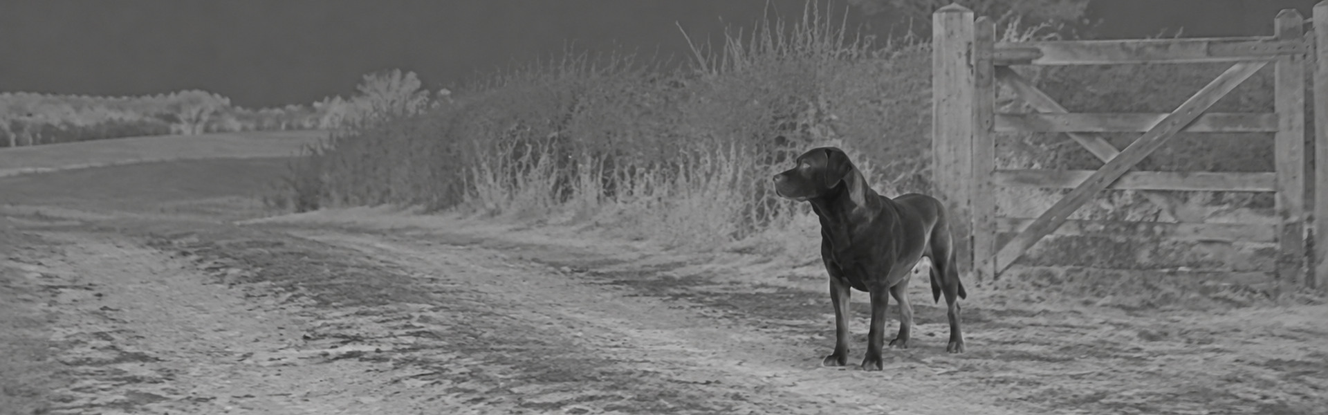 Binoculars thermal night vision guide: illustrative view of a large grazing animal beside a farm gate