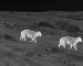 Thermal goggles for hunting guide: illustrative view of wild boar on an open hillside