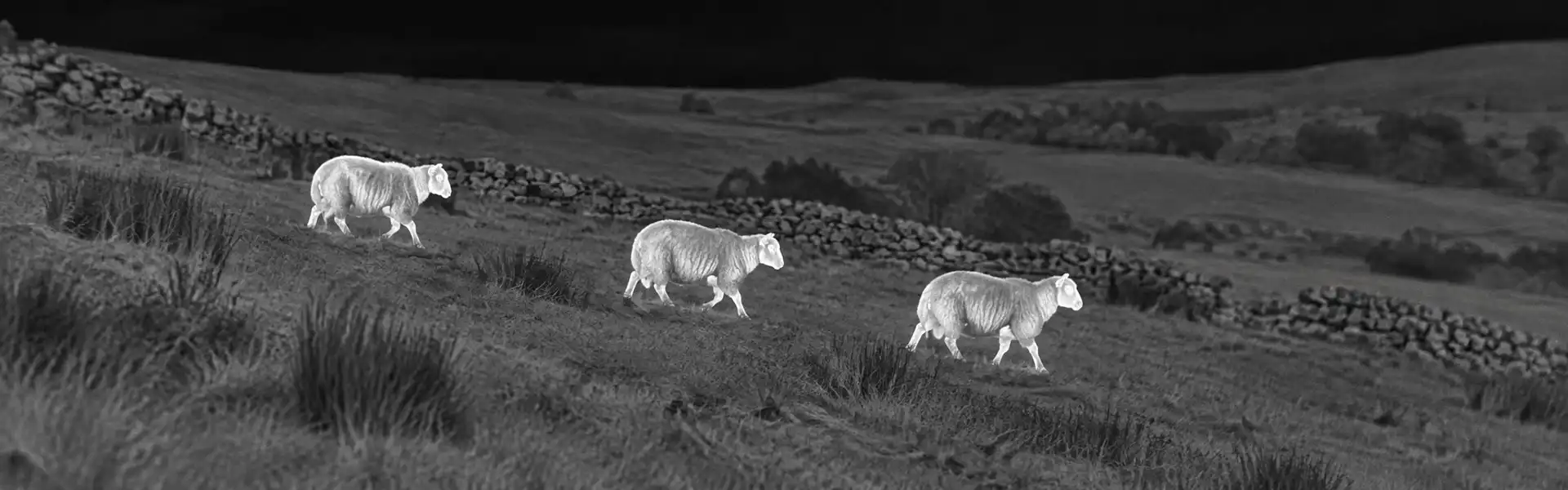 Thermal goggles for hunting guide: illustrative view of wild boar on an open hillside