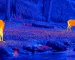 Night vision goggles with thermal guide: illustrative view of deer in a wooded clearing