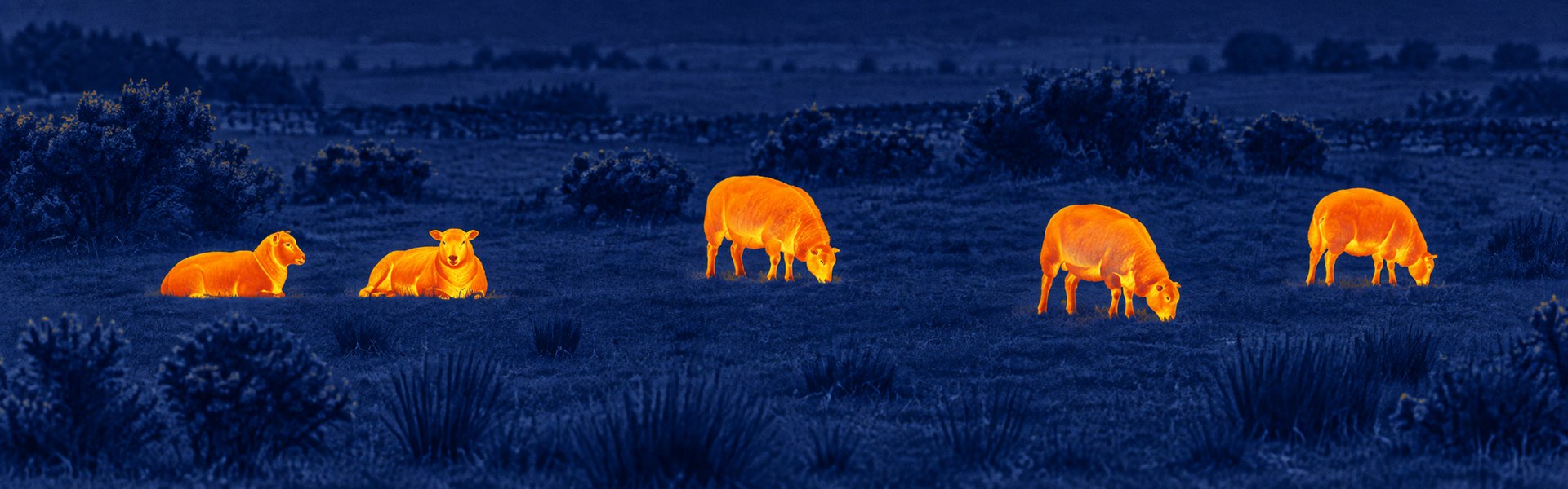 Thermal infrared night vision goggles guide: illustrative view of wild boar across a clearing