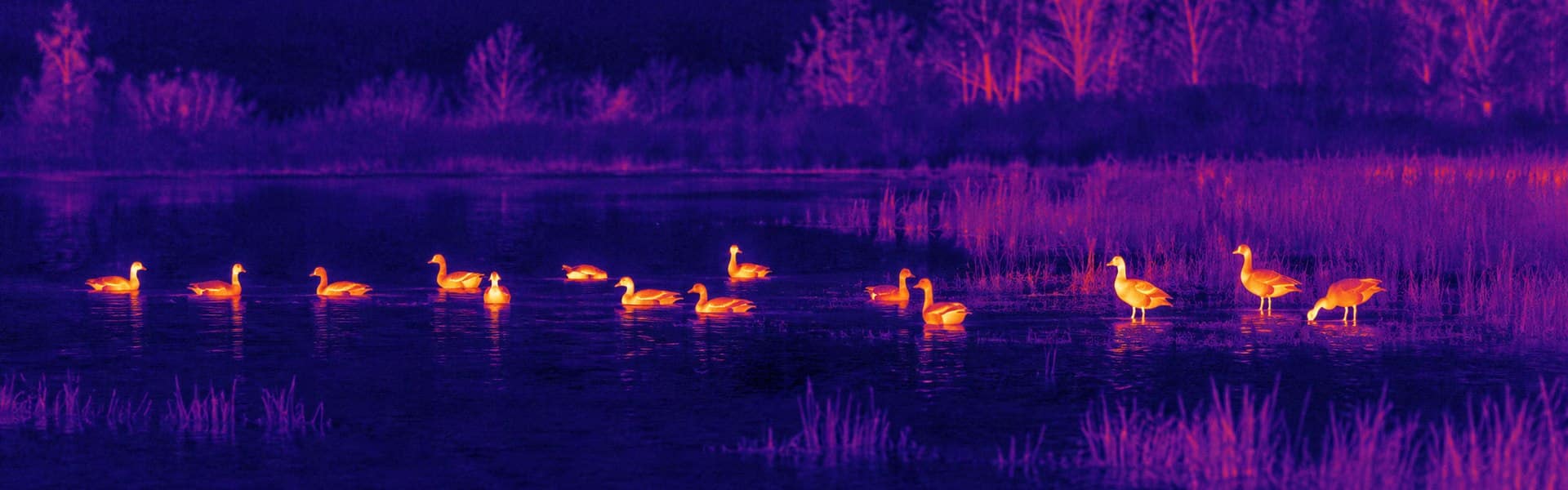 Thermal goggles guide: illustrative view of waterbirds across a pond