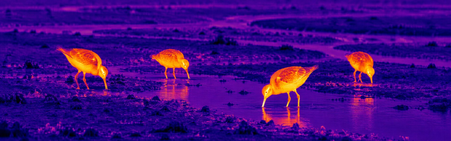 Thermal binoculars for deer hunting guide: illustrative view of deer grazing near water
