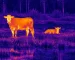 Thermal night vision optics guide: illustrative view of cattle beside a boundary fence