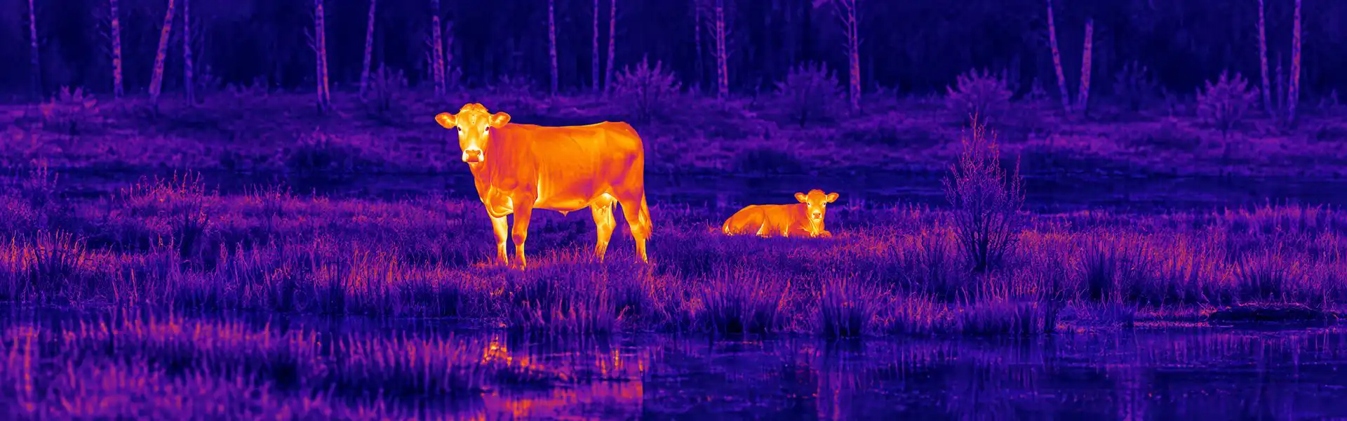 Thermal night vision optics guide: illustrative view of cattle beside a boundary fence