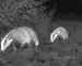 Night vision and thermal binoculars guide: illustrative view of badgers beneath woodland trees