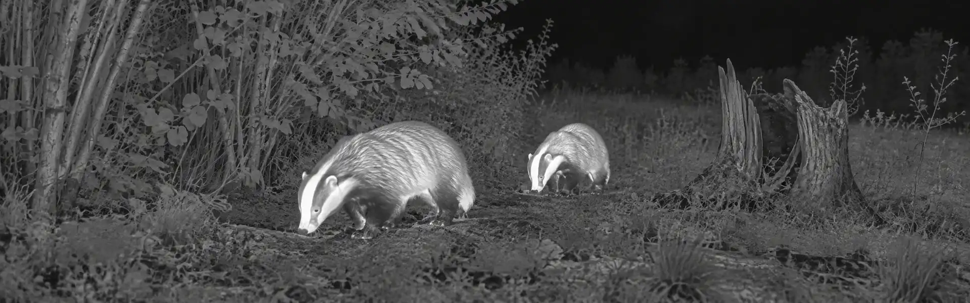 Night vision and thermal binoculars guide: illustrative view of badgers beneath woodland trees