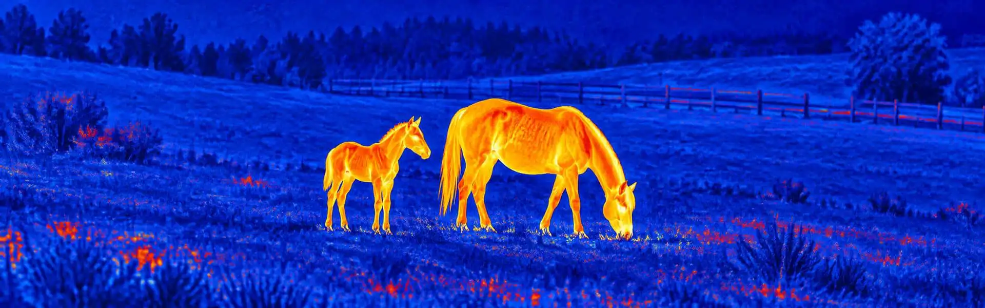 Best thermal monocular guide: illustrative view of horses grazing on open ground