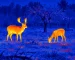 Thermal binoculars for deer hunting guide: illustrative view of deer at a woodland edge