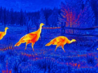Thermal optics guide: illustrative view of birds foraging near a fence