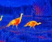 Thermal optics guide: illustrative view of birds foraging near a fence
