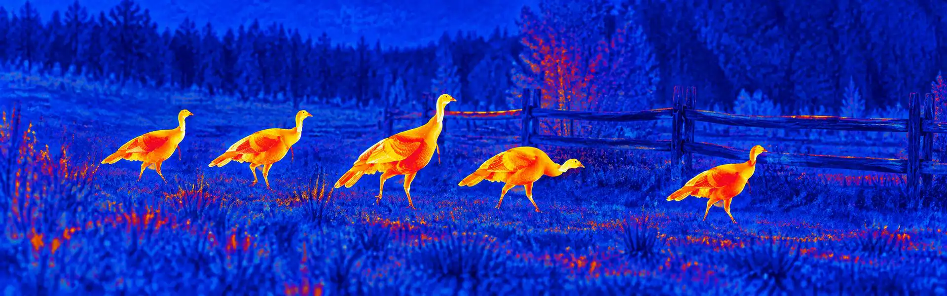 Thermal optics guide: illustrative view of birds foraging near a fence
