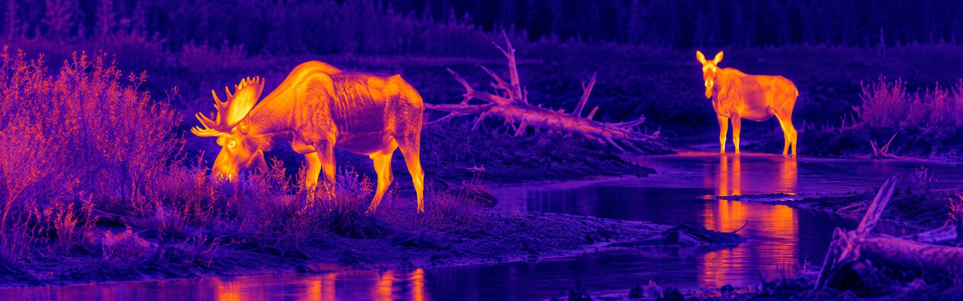 Thermal night vision optics guide: illustrative view of large grazing animals beside water