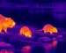Budget thermal goggles guide: illustrative view of small mammals near water