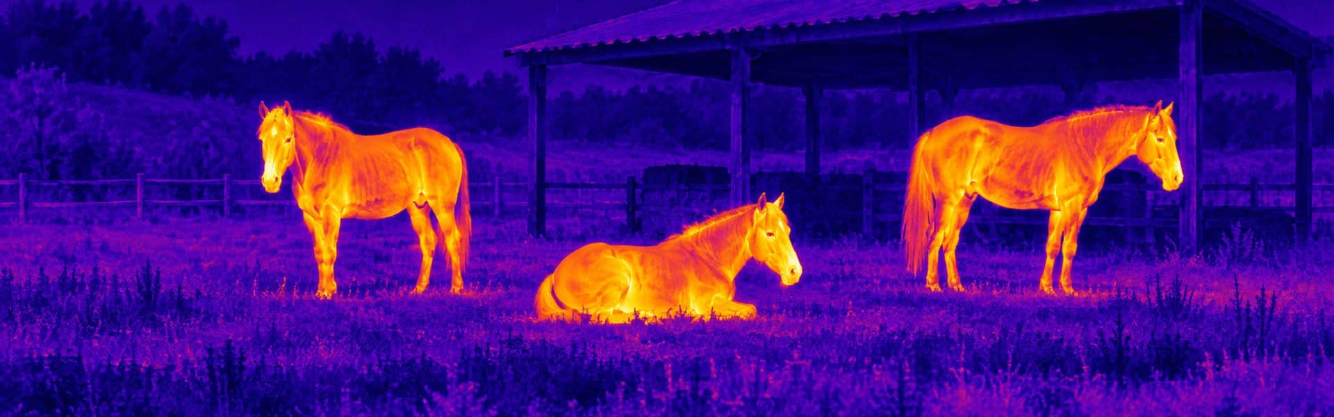 Best thermal monocular guide: illustrative view of horses beside a field shelter