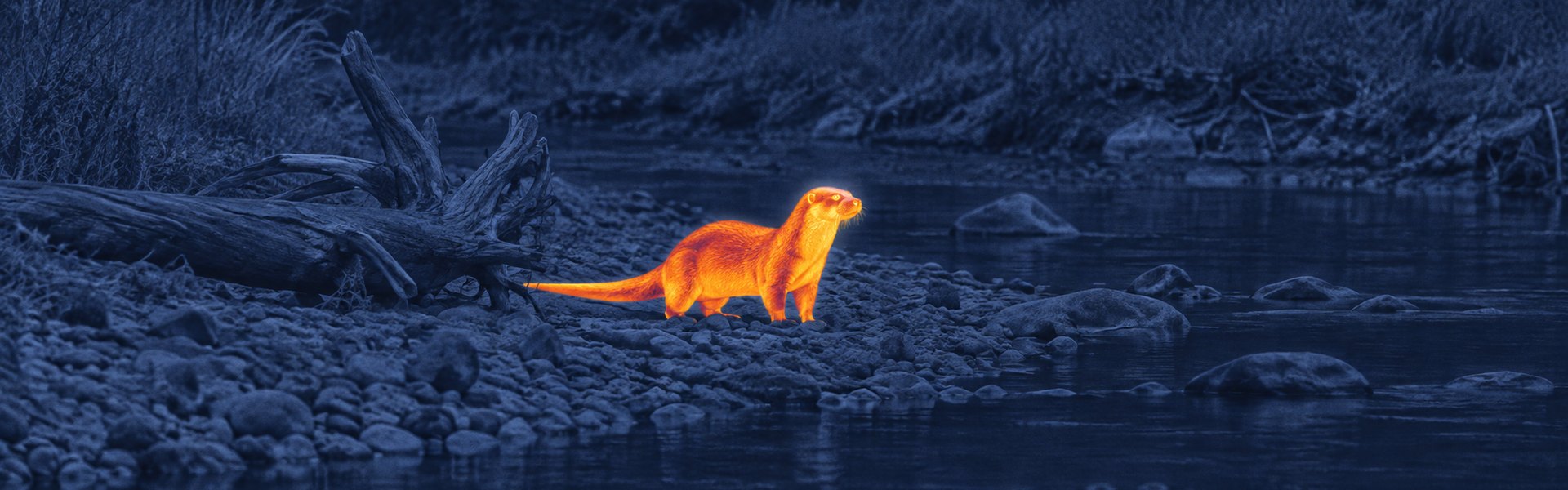 Best thermal binoculars guide: illustrative view of a beaver-like animal near a riverbank