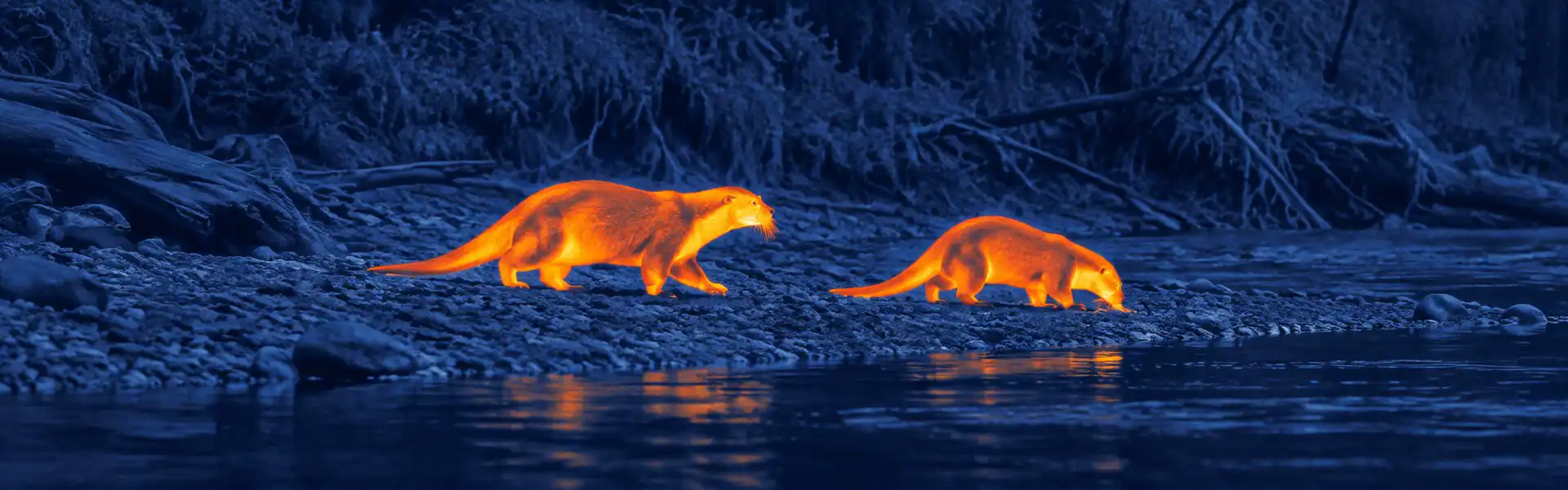 Best thermal binoculars for hunting guide: illustrative view of beaver-like animals near water