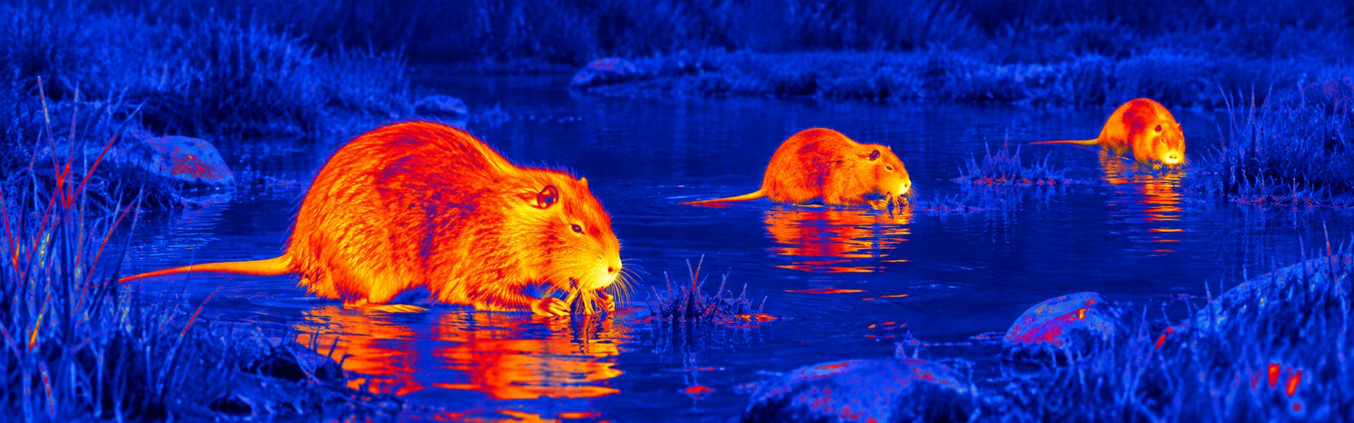 Best thermal binoculars for hunting guide: illustrative view of beaver-like animals beside water