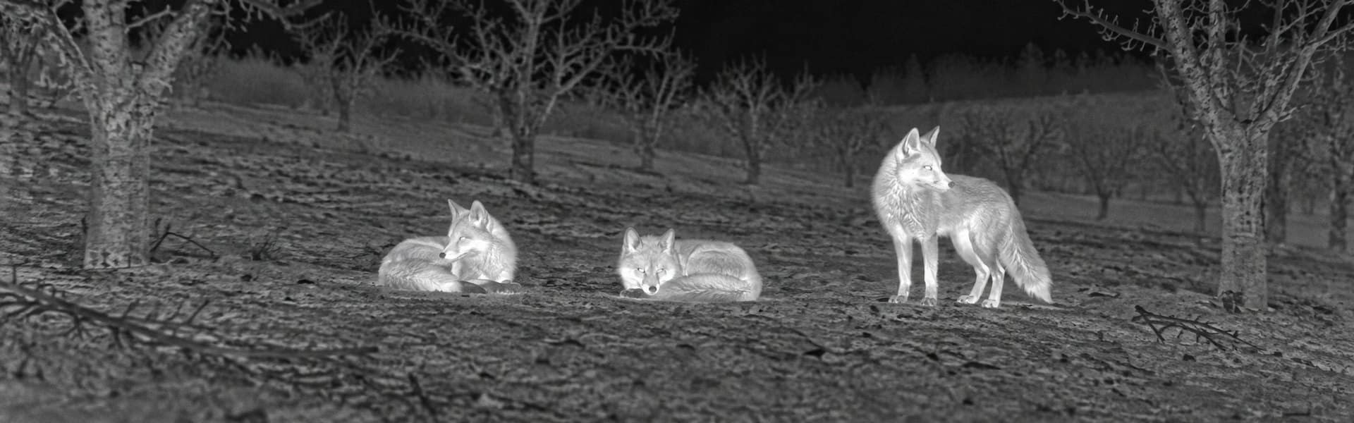 Night vision and thermal binoculars guide: illustrative view of canines at a woodland edge