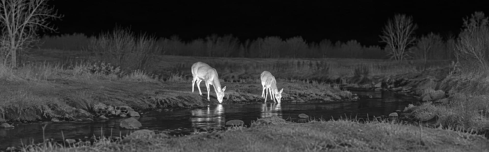 Night vision goggles with thermal guide: illustrative view of deer beside water
