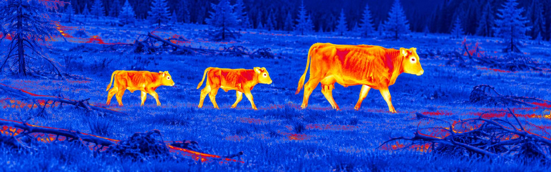 Night vision thermal goggles guide: illustrative view of cattle crossing a pasture