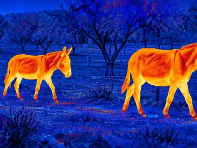 Thermal night vision goggles guide: illustrative view of canines in a rural clearing