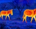 Thermal night vision goggles guide: illustrative view of canines in a rural clearing