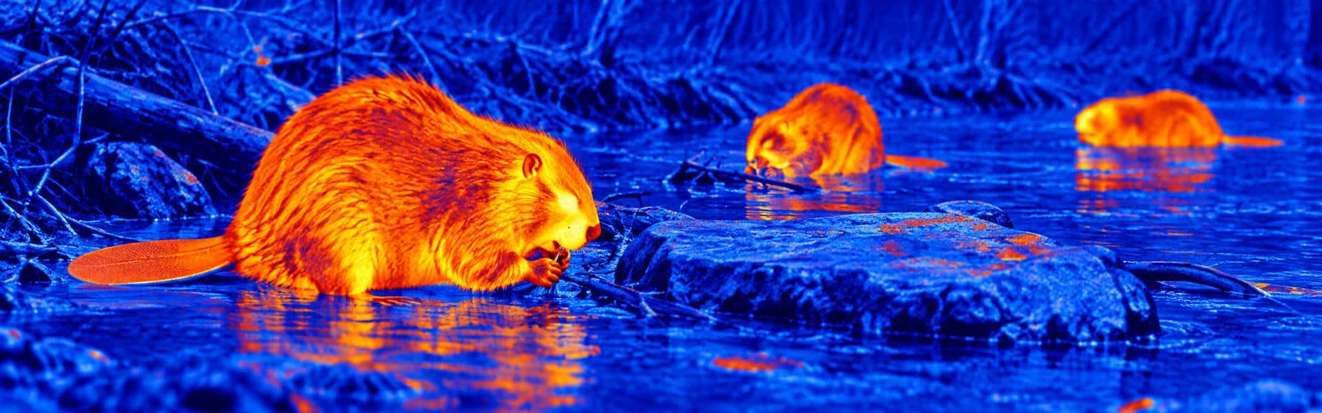 Thermal night vision guide: illustrative view of beaver-like animals near a pond