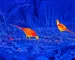 Monocular thermal imaging guide: illustrative view of birds feeding on woodland ground