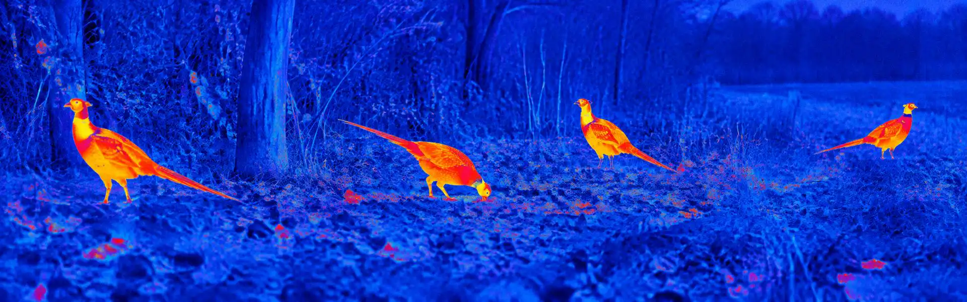 Monocular thermal imaging guide: illustrative view of birds feeding on woodland ground