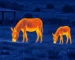 Night vision thermal goggles guide: illustrative view of grazing animals near a farm building