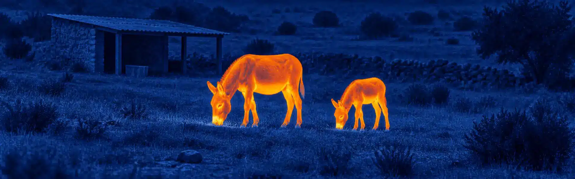 Night vision thermal goggles guide: illustrative view of grazing animals near a farm building