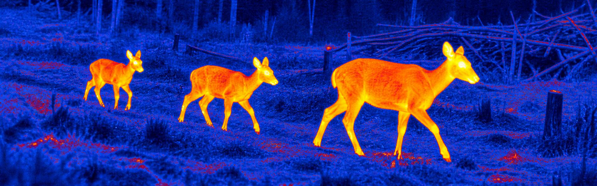 Thermal night vision goggles guide: illustrative view of canines crossing an open field
